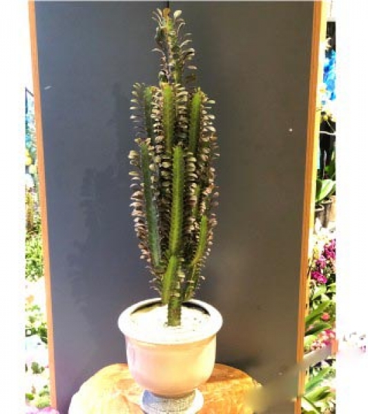 Euphorbia Trigona Çiçeği