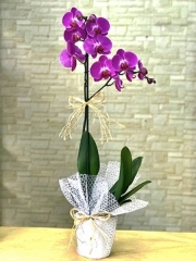 Orkide 19