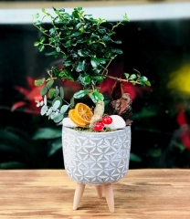 Minyatür Bonsai